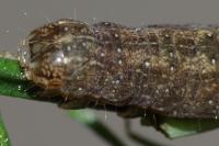 Mniotype solieri