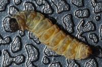 Enolmis acanthella
