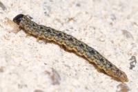 Enolmis acanthella