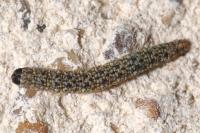 Enolmis acanthella