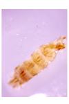 Coleophora otidipennella