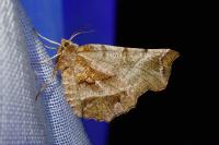 Selenia dentaria