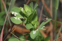 Coleophora discordella