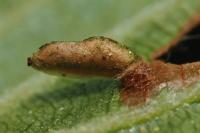 Coleophora serratella