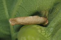 Coleophora flavipennella