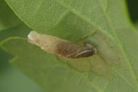 Coleophora flavipennella