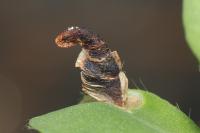Coleophora discordella