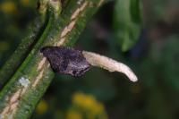 Coleophora calycotomella