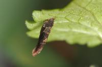 Coleophora albitarsella