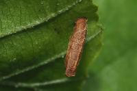 Coleophora serratella