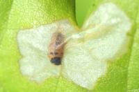 Coleophora flavipennella