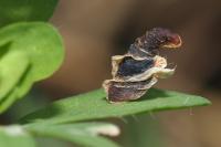 Coleophora discordella