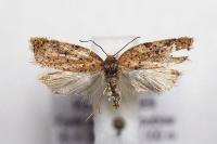 Acleris ferrugana