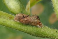 Coleophora binderella