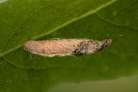 Coleophora lusciniaepennella