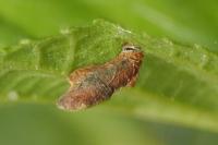 Coleophora binderella