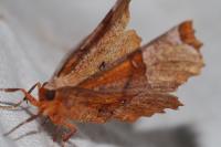 Selenia lunularia