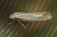 Elachista rufocinerea