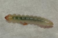 Eriocrania semipurpurella