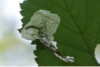 Eriocrania semipurpurella