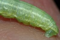 Operophtera brumata