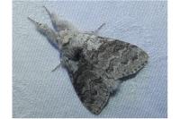 Calliteara pudibunda