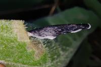 Coleophora conspicuella