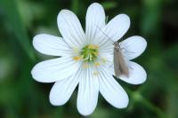 Coleophora lutarea