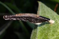 Coleophora conspicuella