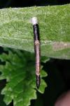 Coleophora conspicuella