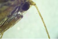 Nematopogon swammerdamella