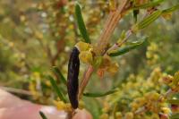 Coleophora pyrrhulipennella