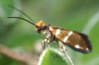 Micropterix aruncella