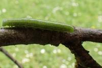 Lithophane semibrunnea