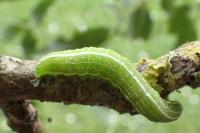 Lithophane semibrunnea