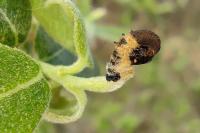 Coleophora albidella