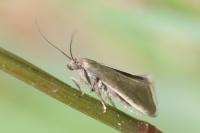 Glyphipterix fuscoviridella