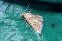 Cynaeda dentalis