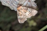 Tethea ocularis