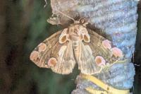 Thyatira batis