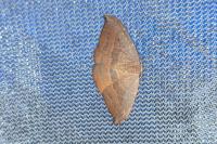 Watsonalla uncinula