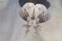 Calliteara pudibunda