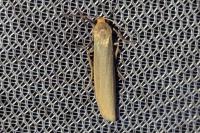 Indalia pygmaeola
