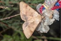 Minucia lunaris