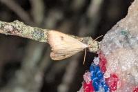 Rivula sericealis