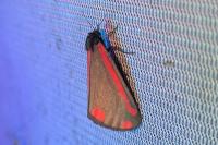 Tyria jacobaeae