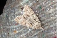 Acronicta psi/tridens