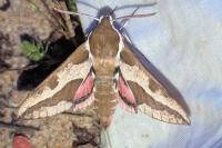 Hyles euphorbiae