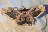 Saturnia pyri