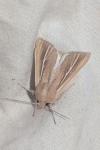 Mythimna litoralis